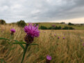 Common Knapweed, West Carlton